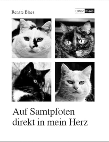 Auf Samtpfoten direkt in mein Herz: Liebeserklärung an meine Katzen: Katzengeschichten. Katzenfotos.