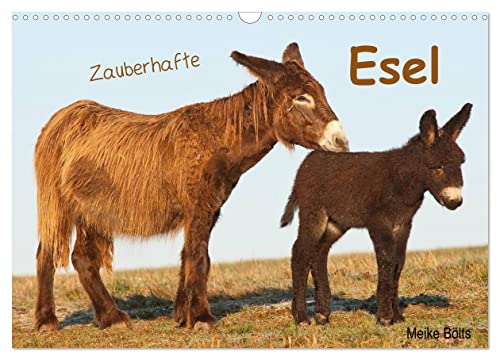 Zauberhafte Esel (Wandkalender 2025 DIN A3 quer), CALVENDO Monatskalender von CALVENDO