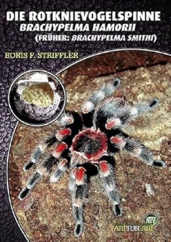 Die Rotknievogelspinne. Brachypelma smithi