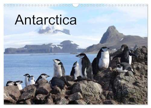 Antarctica (UK - Version) (Wall Calendar 2025 DIN A3 landscape), CALVENDO 12 Month Wall Calendar: Icebergs and Animals in Antarctica von Calvendo