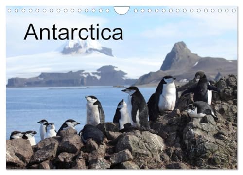 Antarctica (UK - Version) (Wall Calendar 2025 DIN A4 landscape), CALVENDO 12 Month Wall Calendar: Icebergs and Animals in Antarctica von Calvendo