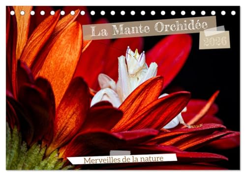 La Mante Orchidée (Calendrier de bureau 2026 DIN A5 vertical), CALVENDO calendrier mensuel: La Mante Orchidée, un chef-d'¿uvre naturel, fascine par sa ... imitent à la perfection les fleurs exotiques. von Calvendo
