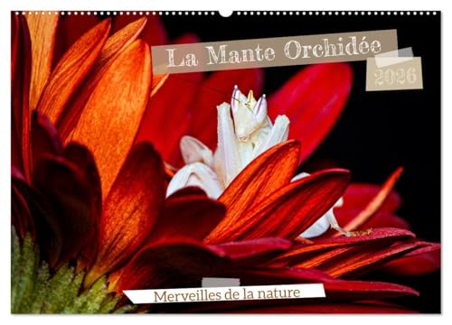 La Mante Orchidée (Calendrier mural 2026 DIN A2 vertical), CALVENDO calendrier mensuel: La Mante Orchidée, un chef-d'¿uvre naturel, fascine par sa ... imitent à la perfection les fleurs exotiques. von Calvendo