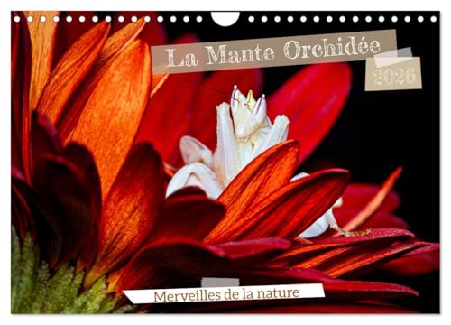 La Mante Orchidée (Calendrier mural 2026 DIN A4 vertical), CALVENDO calendrier mensuel: La Mante Orchidée, un chef-d'¿uvre naturel, fascine par sa ... imitent à la perfection les fleurs exotiques. von Calvendo