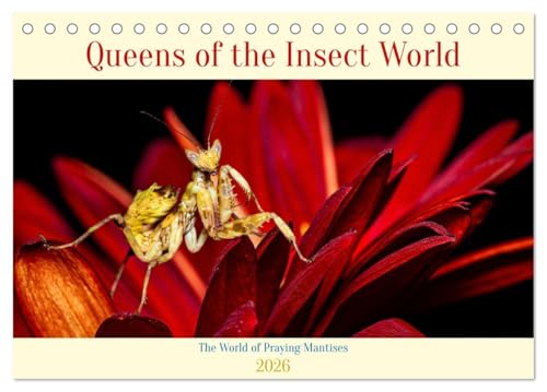 Queens of the Insect World (Desk Calendar 2026 DIN A5 landscape), CALVENDO 12 Month DeskCalendar: Mantis Queens of the Insect World von Calvendo