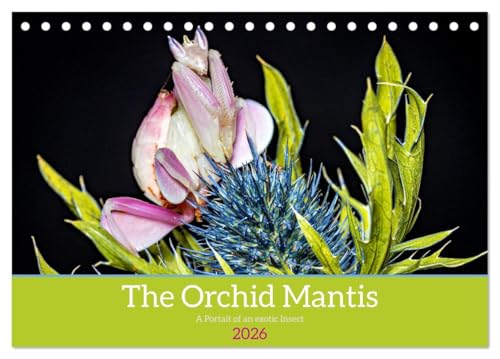The Orchid Mantis (Desk Calendar 2026 DIN A5 landscape), CALVENDO 12 Month DeskCalendar: The Orchid Mantis a portrait of an exotic insect von Calvendo