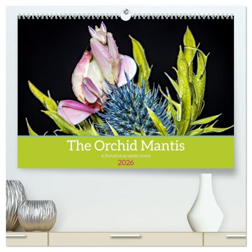 The Orchid Mantis (High Quality Premium Wall Calendar 2026 DIN A2 landscape),CALVENDO 12 Month Wall Calendar: The Orchid Mantis a portrait of an exotic insect von Calvendo