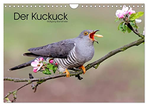 Der Kuckuck (Wandkalender 2024 DIN A4 quer), CALVENDO Monatskalender von CALVENDO