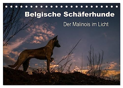 Belgische Schäferhunde - Der Malinois im Licht (Tischkalender 2024 DIN A5 quer), CALVENDO Monatskalender