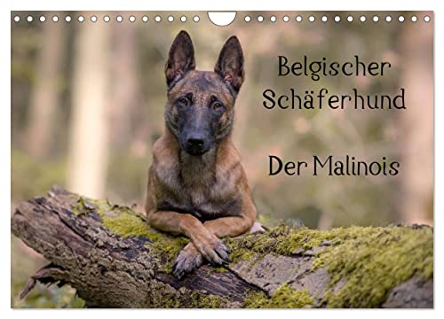 Belgischer Schäferhund - Der Malinois (Wandkalender 2024 DIN A4 quer), CALVENDO Monatskalender