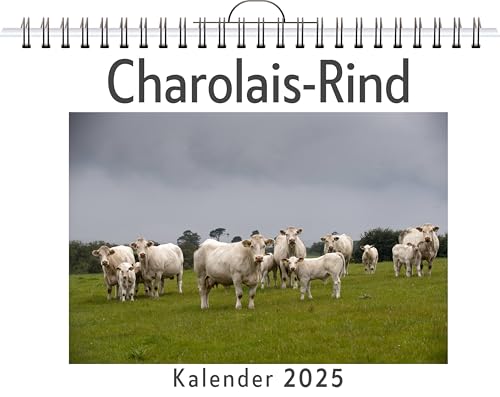 Charolais-Rind - (Wandkalender 2025, Kalender DIN A4 quer, Monatskalender im Querformat mit Kalendarium, das perfekte Geschenk) von FlipFlop