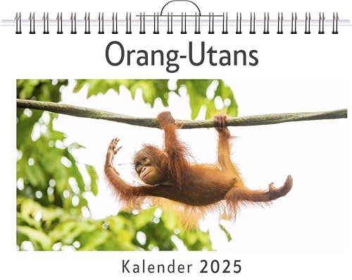 Orang-Utans - (Wandkalender 2025, Kalender DIN A4 quer, Monatskalender im Querformat mit Kalendarium, das perfekte Geschenk) von FlipFlop
