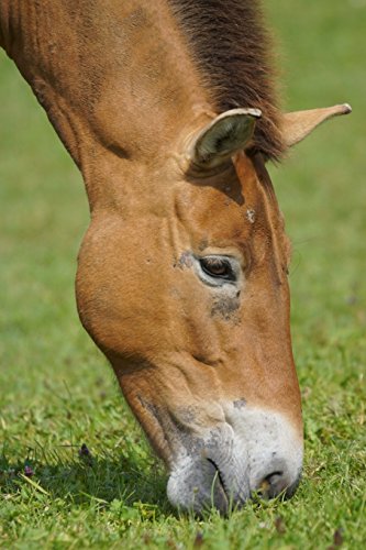 Przewalski's Horse Journal: 150 page lined notebook/diary