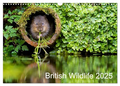 British Wildlife 2025 (Wall Calendar 2025 DIN A3 landscape), CALVENDO 12 Month Wall Calendar: A collection of British wildlife von Calvendo