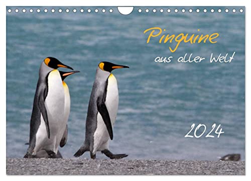 Pinguine aus aller Welt (Wandkalender 2024 DIN A4 quer), CALVENDO Monatskalender
