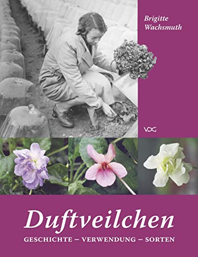 Duftveilchen: Geschichte – Verwendung – Sorten von VDG