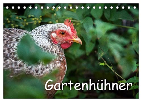Gartenhühner (Tischkalender 2025 DIN A5 quer), CALVENDO Monatskalender von CALVENDO