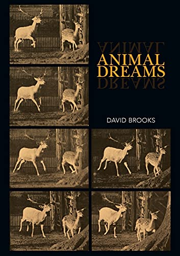 Animal Dreams (Animal Publics)
