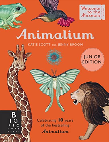 Animalium (Junior Edition) (Welcome To The Museum) von Big Picture Press