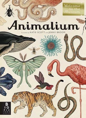 Animalium: Welcome to the Museum von Big Picture Press