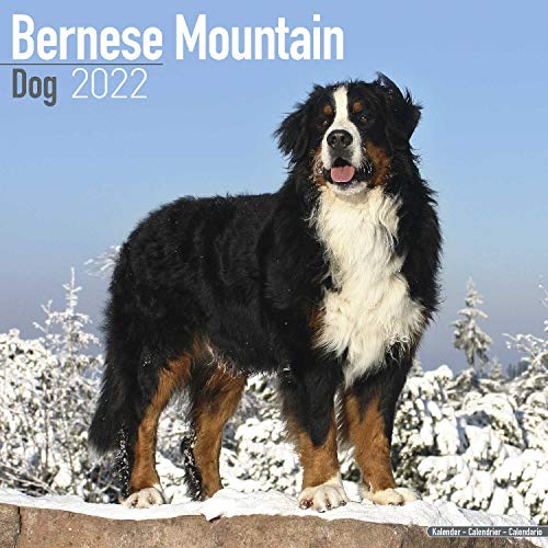 Bernese Mountain Dog - Berner Sennenhunde 2022 - 16-Monatskalender: Original Avonside-Kalender [Mehrsprachig] [Kalender] (Wall-Kalender)