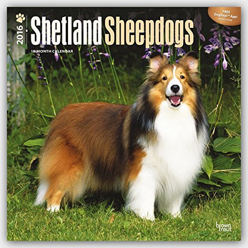 Shetland Sheepdogs 2016 - Shelties - 18-Monatskalender mit freier DogDays-App: Original BrownTrout-Kalender [Mehrsprachig] [Kalender] (Wall-Kalender) von Brown Trout