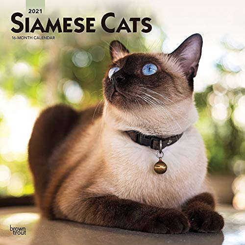 Siamese Cats - Siam-Katzen 2021 - 16-Monatskalender: Original BrownTrout-Kalender [Mehrsprachig] [Kalender] (Wall-Kalender)