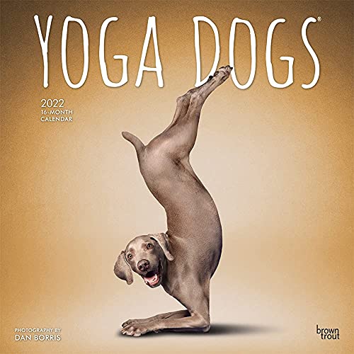 Yoga Dogs - Joga-Hunde 2022 - 16-Monatskalender: Original BrownTrout-Kalender [Mehrsprachig] [Kalender] (Wall-Kalender) von BrownTrout