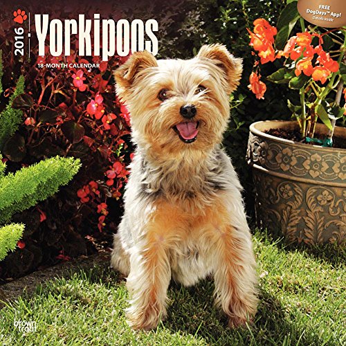 Yorkipoos 2016 Calendar Yorkipoos 2016 Calendar von Browntrout Pub