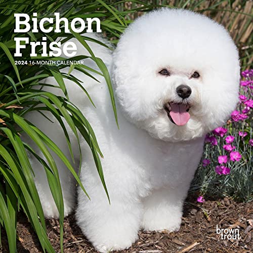 Bichon Frise | 2024 7 x 14 Inch Monthly Mini Wall Calendar | BrownTrout | Animals Dog Breeds