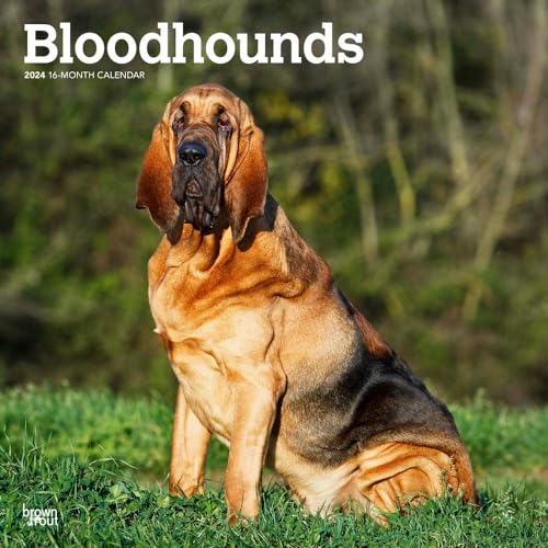 Bloodhounds | 2024 12 x 24 Inch Monthly Square Wall Calendar | BrownTrout | Animals Dog Breeds