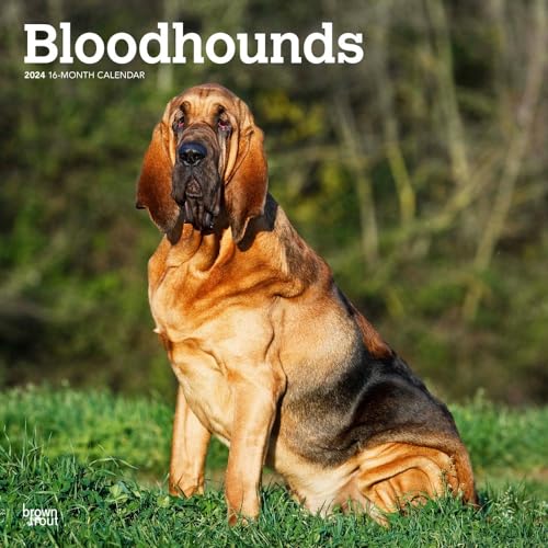 Bloodhounds | 2024 12 x 24 Inch Monthly Square Wall Calendar | BrownTrout | Animals Dog Breeds Bloodhounds | 2024 12 x 24 Inch Monthly Square Wall Calendar | BrownTrout | Animals Dog Breeds