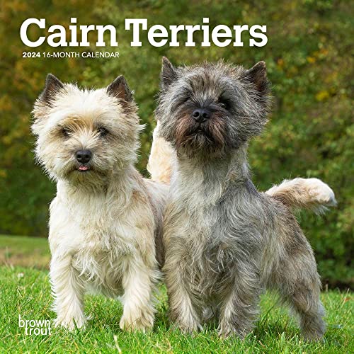 Cairn Terriers | 2024 7 x 14 Inch Monthly Mini Wall Calendar | BrownTrout | Animals Dog Breeds