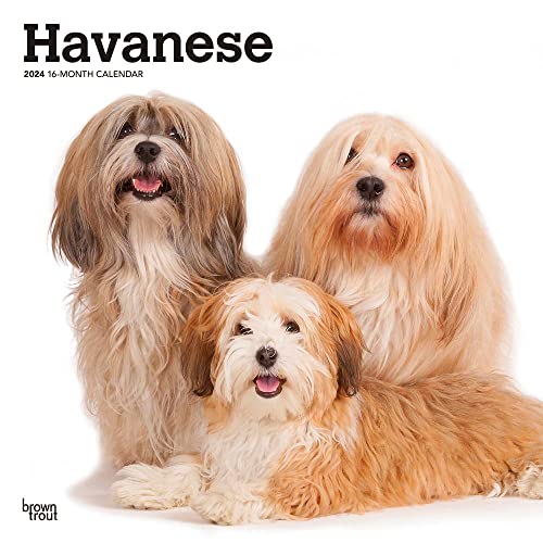 Havanese | 2024 12 x 24 Inch Monthly Square Wall Calendar | BrownTrout | Animals Dog Breeds