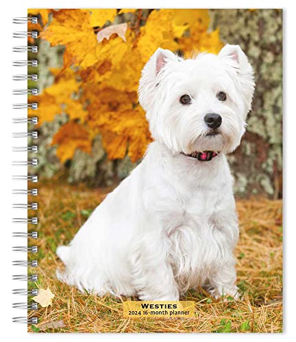 West Highland White Terriers | 2024 6 x 7.75 Inch Spiral-Bound Wire-O Weekly Engagement Planner Calendar | New Full-Color Image Every Week | BrownTrout | Animals Dog Breeds