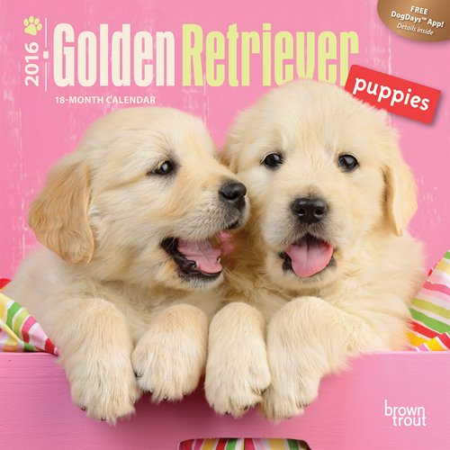 Golden Retriever Puppies 2016 Calendar