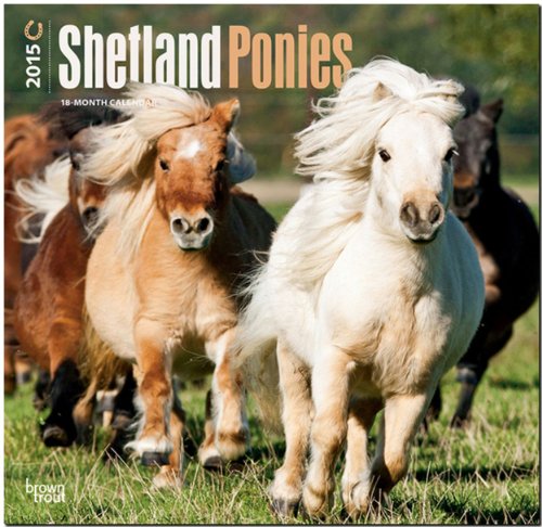 Shetland Ponies 2015 - Shetland Pony: Original BrownTrout-Kalender [Mehrsprachig] [Kalender] (Wall-Kalender) von Brown Trout-Auslieferer Flechsig