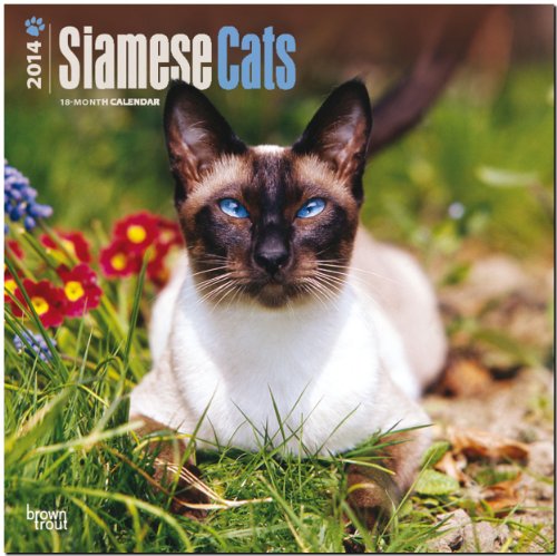 Siamese Cats 2014 - Siam-Katzen: Original BrownTrout-Kalender [Mehrsprachig] [Kalender] (Wall-Kalender) von Brown Trout-Auslieferer Flechsig