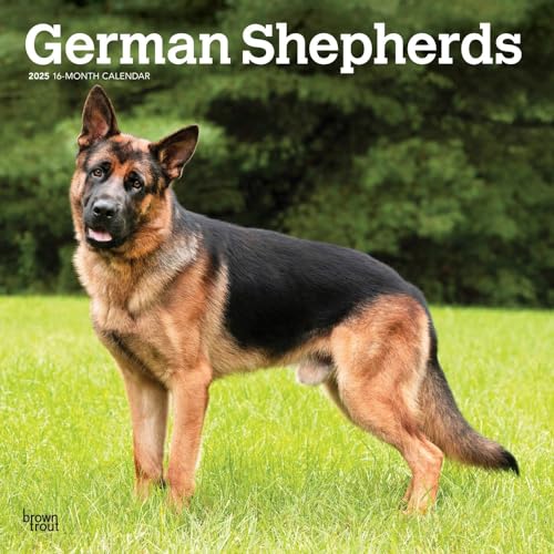 German Shepherds 2025 12 X 24 Inch Monthly Square Wall Calendar Plastic-Free von BrownTrout