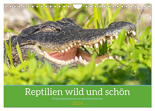Reptilien wild und schön (Wandkalender 2024 DIN A4 quer), CALVENDO Monatskalender