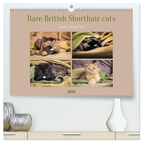 Rare British Shorthair cats (High Quality Premium Wall Calendar 2026 DIN A2 landscape),CALVENDO 12 Month Wall Calendar: Exclusive BKH cats in rare colors with special eyes von Calvendo
