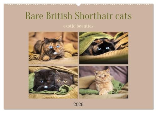 Rare British Shorthair cats (Wall Calendar 2026 DIN A2 landscape), CALVENDO 12 Month Wall Calendar: Exclusive BKH cats in rare colors with special eyes von Calvendo