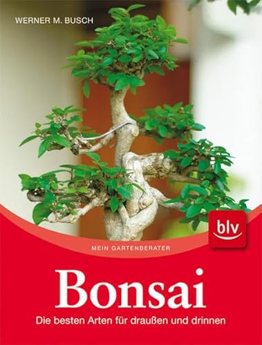 Bonsai: Die besten Arten für draußen und drinnen