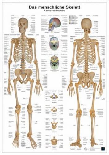 Das menschliche Skelett: Anatomie-Lerntafel