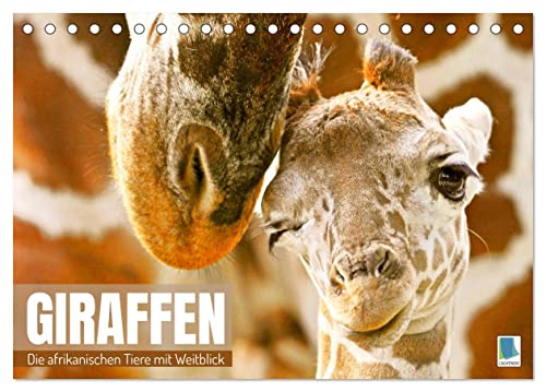 Giraffen: die afrikanischen Tiere mit Weitblick (Tischkalender 2024 DIN A5 quer), CALVENDO Monatskalender