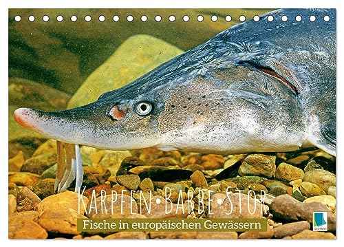 Karpfen, Barbe, Stör: Fische in europäischen Gewässern (Tischkalender 2024 DIN A5 quer), CALVENDO Monatskalender von CALVENDO