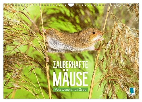 Zauberhafte Mäuse: Von wegen nur Grau (Wandkalender 2024 DIN A3 quer), CALVENDO Monatskalender