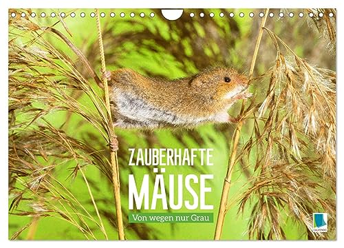 Zauberhafte Mäuse: Von wegen nur Grau (Wandkalender 2024 DIN A4 quer), CALVENDO Monatskalender von CALVENDO