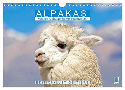 Alpakas: Wollige Kleinkamele aus Südamerika - Edition lustige Tiere (Wandkalender 2024 DIN A4 quer), CALVENDO Monatskalender von CALVENDO