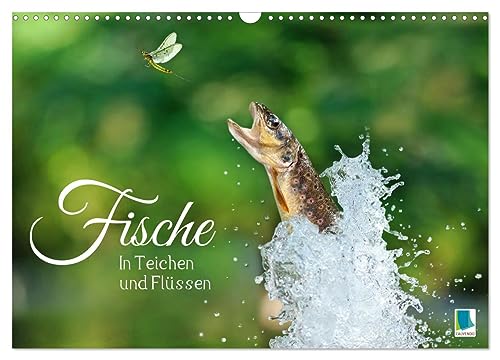 Fische in Teichen und Flüssen (Wandkalender 2024 DIN A3 quer), CALVENDO Monatskalender: Großartige Unterwasseraufnahmen von Fischen in europäischen Gewässern (CALVENDO Tiere) von CALVENDO
